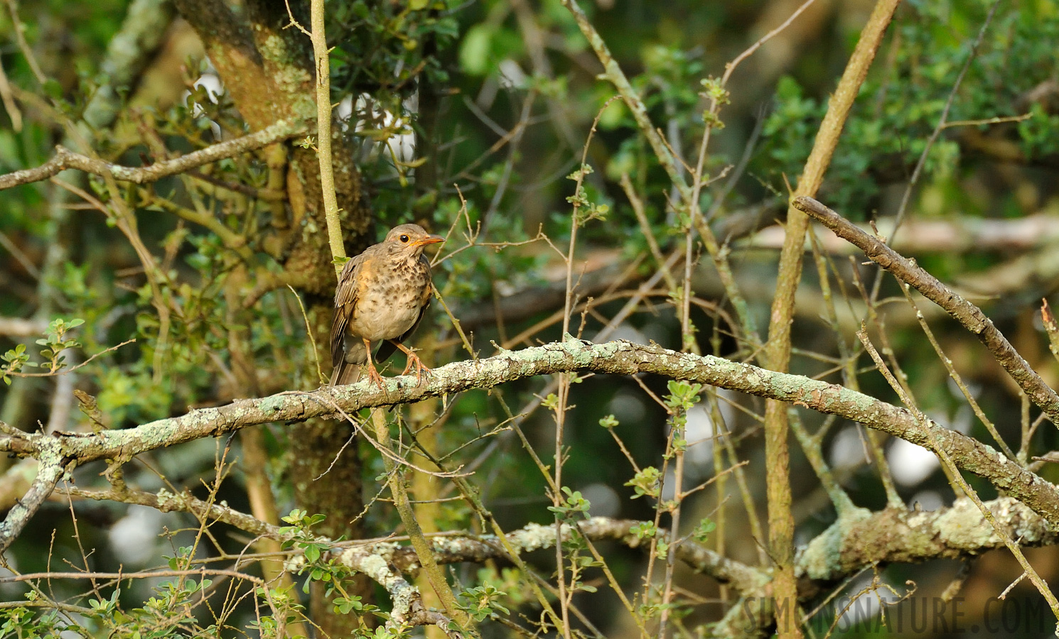 Turdus libonyana libonyana [550 mm, 1/500 sec at f / 7.1, ISO 2500]